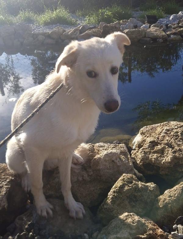 Aisha dolce cucciola 5 mesi taglia media  Foto 4