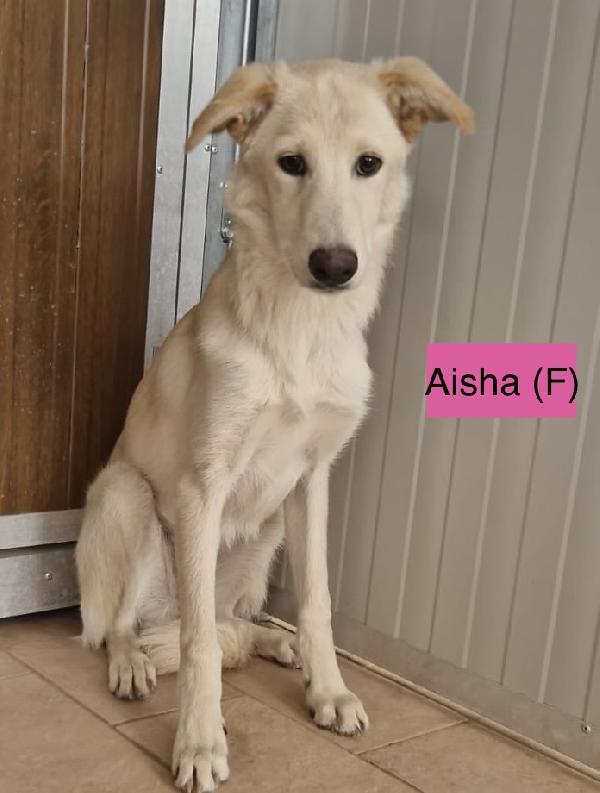 Aisha dolce cucciola 5 mesi taglia media  Foto 5