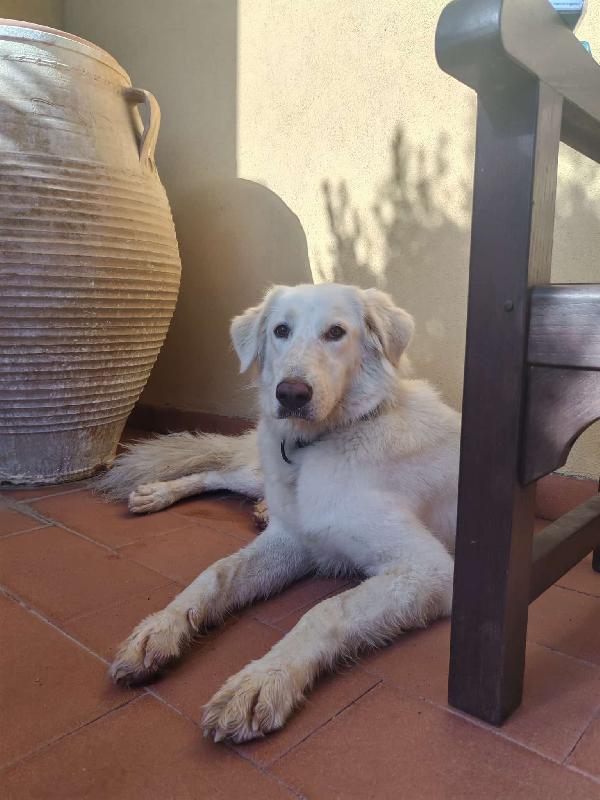 Cagnolina Cerca Adozione 