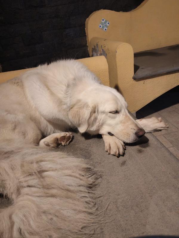 Cagnolina cerca adozione  Foto 2