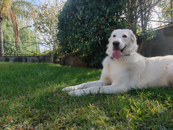 Cagnolina cerca adozione  Foto 3