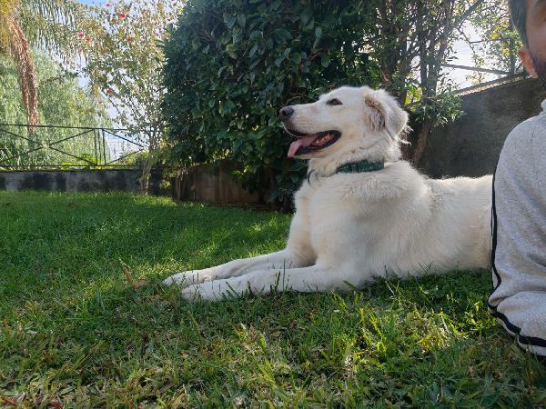 Cagnolina cerca adozione  Foto 4