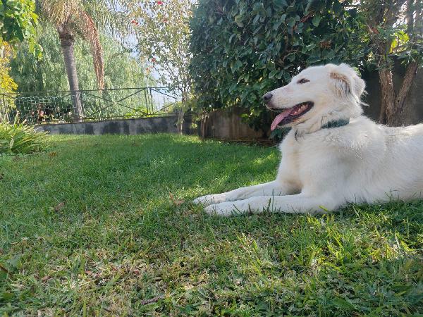 Cagnolina cerca adozione  Foto 5