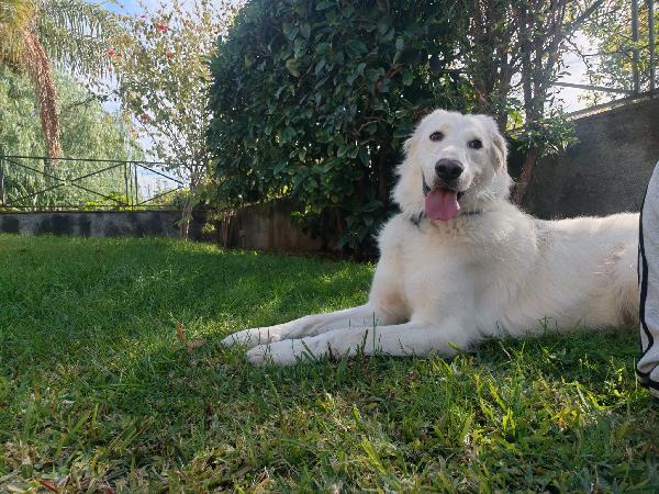 Cagnolina cerca adozione  Foto 6