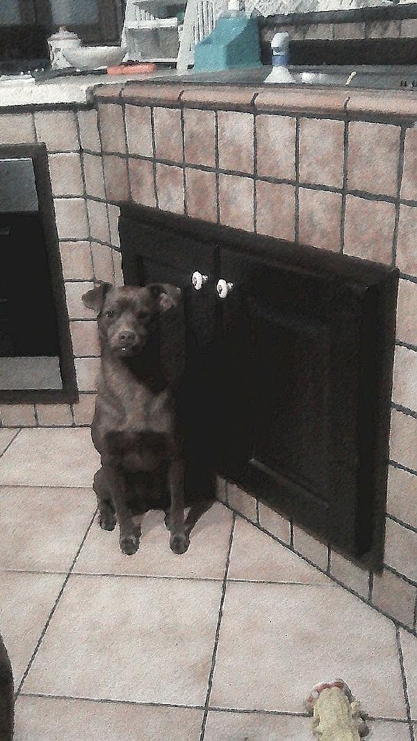 Cagnolino In Adozione 