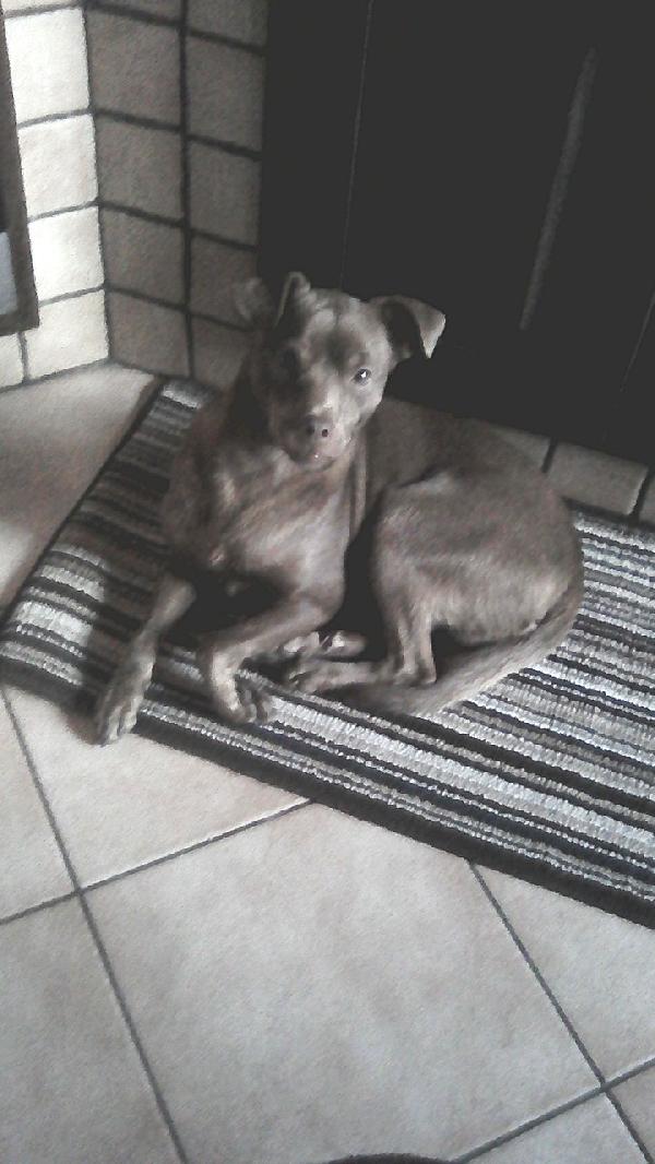 Cagnolino in Adozione  Foto 2