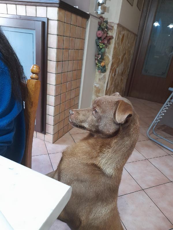 Cagnolino in Adozione  Foto 3