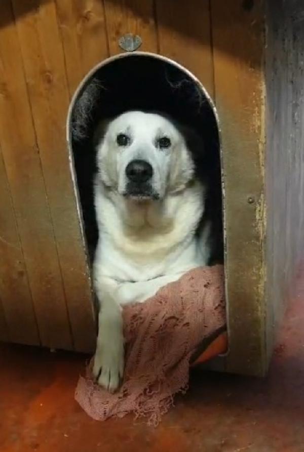 Biancone 8Anni Soffre Da Molto In 1Freddo Box Lecco