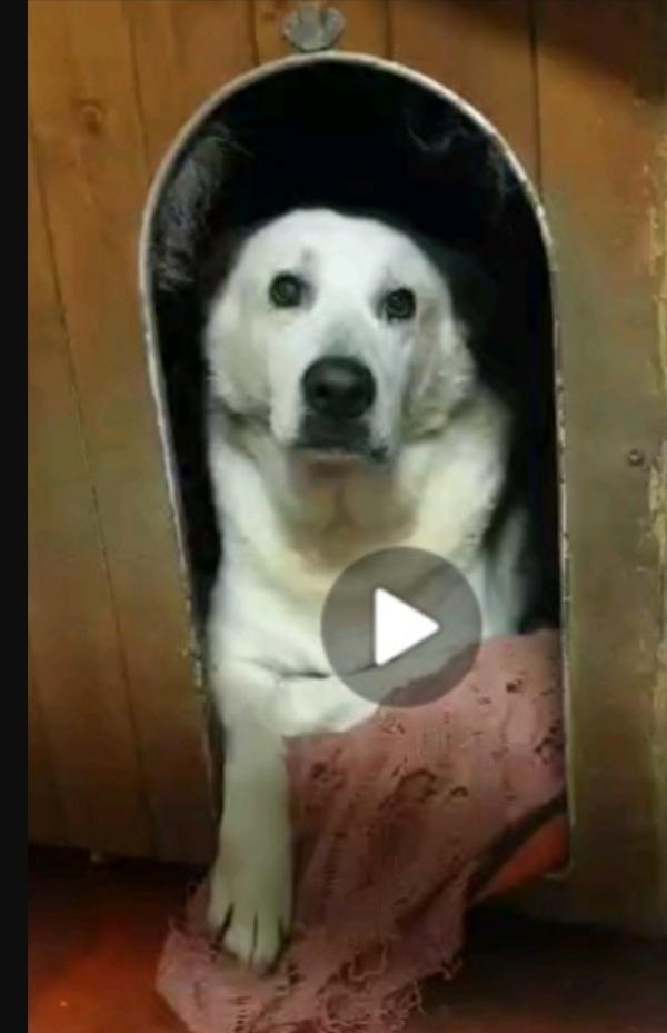 Biancone 8anni soffre da molto in 1freddo box LECCO Foto 3