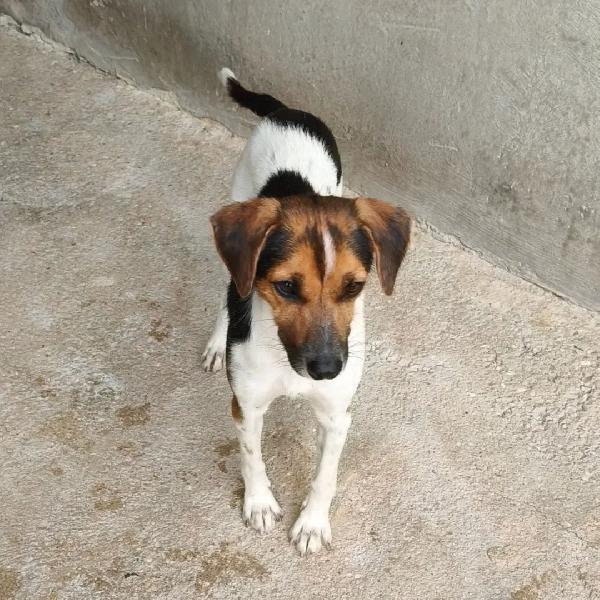 Roxy E Bel, Taglia Piccola  Cercano Cass