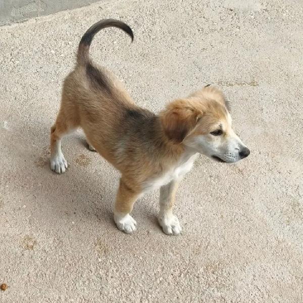 Roxy e Bel, taglia piccola  cercano cass Foto 2