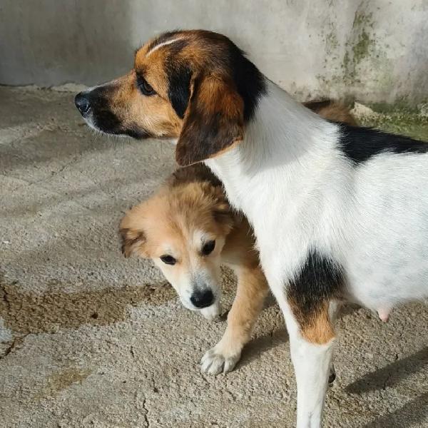 Roxy e Bel, taglia piccola  cercano cass Foto 3