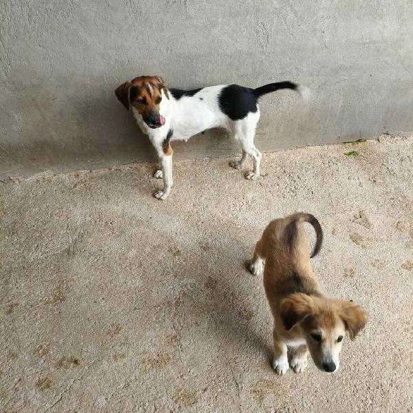 Roxy e Bel, taglia piccola  cercano cass Foto 4