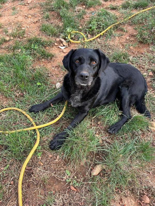 Linda Splendida Cagnolona Dal Manto Nero Cerca Famiglia 