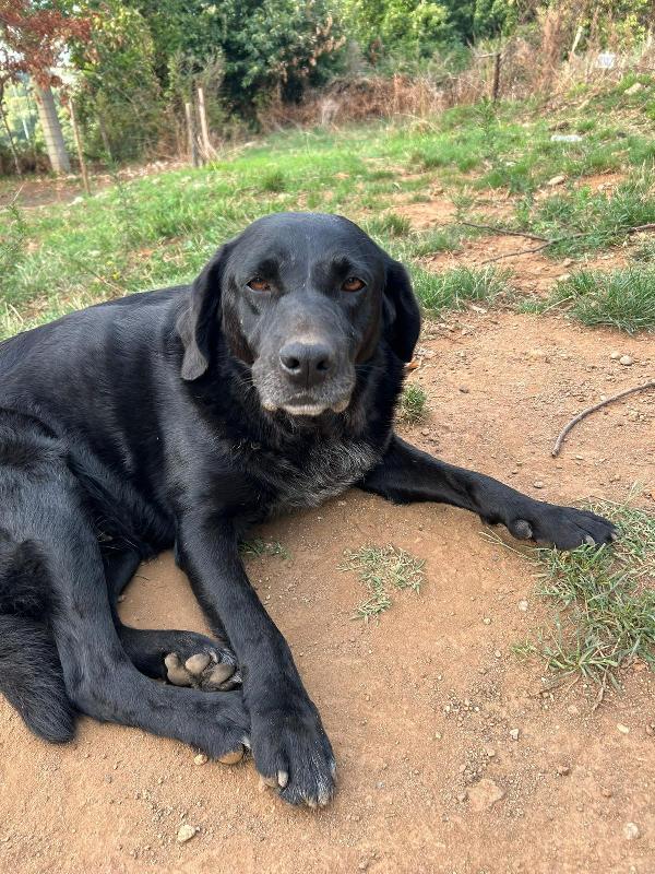 Linda splendida cagnolona dal manto nero cerca famiglia  Foto 2