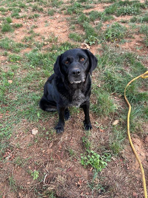 Linda splendida cagnolona dal manto nero cerca famiglia  Foto 3