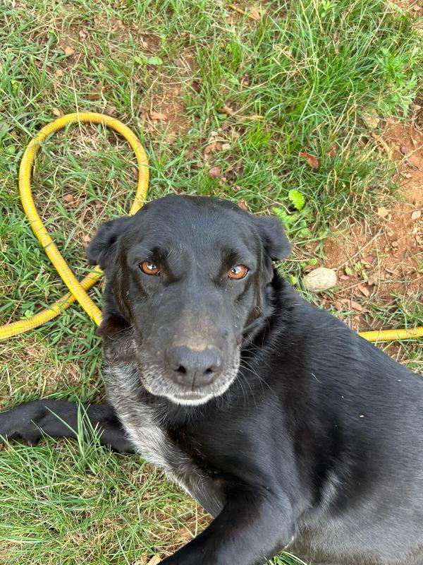 Linda splendida cagnolona dal manto nero cerca famiglia  Foto 4