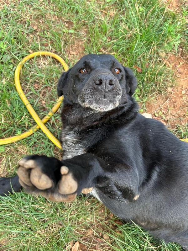 Linda splendida cagnolona dal manto nero cerca famiglia  Foto 5