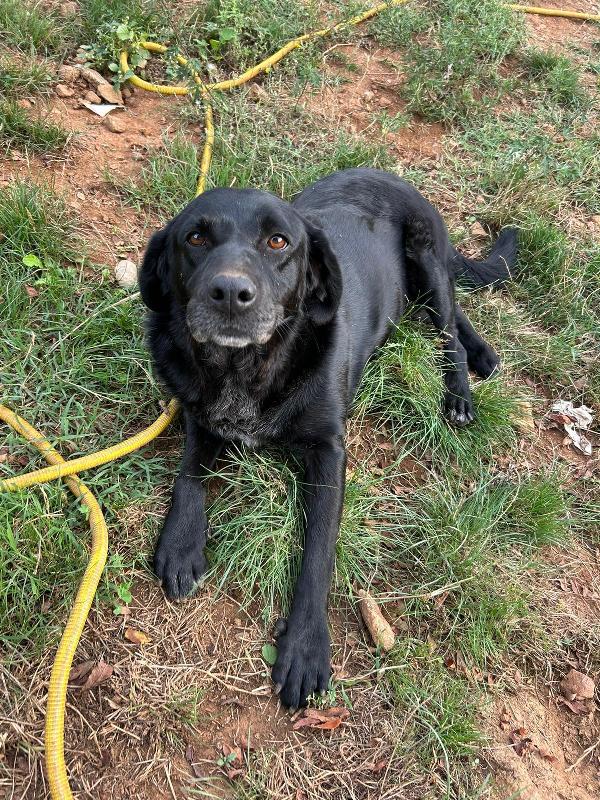 Linda splendida cagnolona dal manto nero cerca famiglia  Foto 6