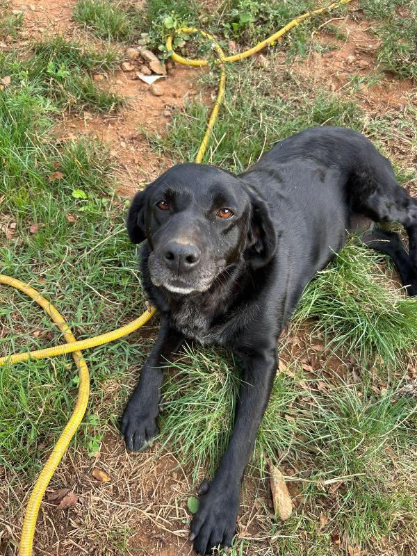 Linda splendida cagnolona dal manto nero cerca famiglia  Foto 7