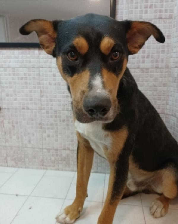 Joe 3Anni Tg Media Salvato Due Anni Fa Catania