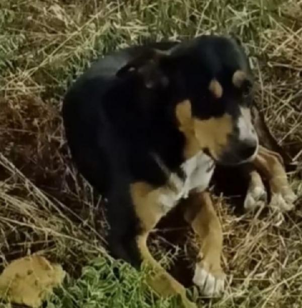 Joe 3anni tg media salvato due anni fa CATANIA Foto 3