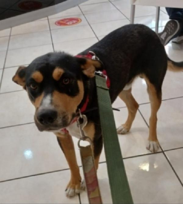 Joe 3anni tg media salvato due anni fa CATANIA Foto 4