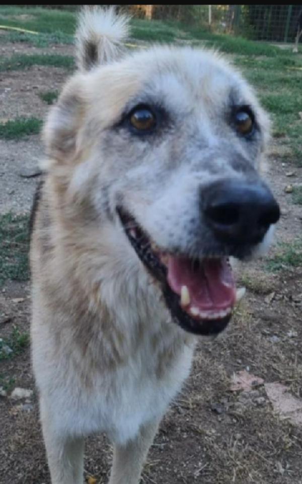 Rocky Anziano Non Ha Mai Avuto 1Casa