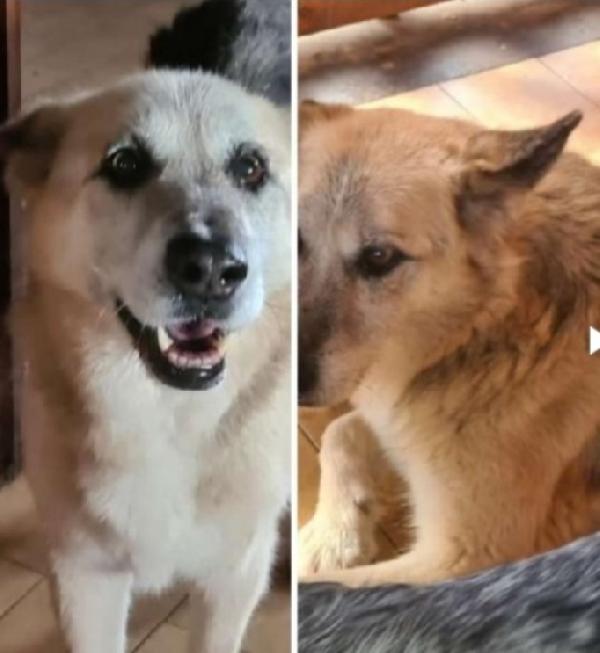 Rocky anziano NON HA MAI AVUTO 1CASA Foto 2