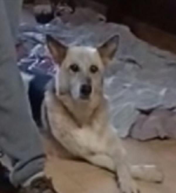 Rocky anziano NON HA MAI AVUTO 1CASA Foto 3