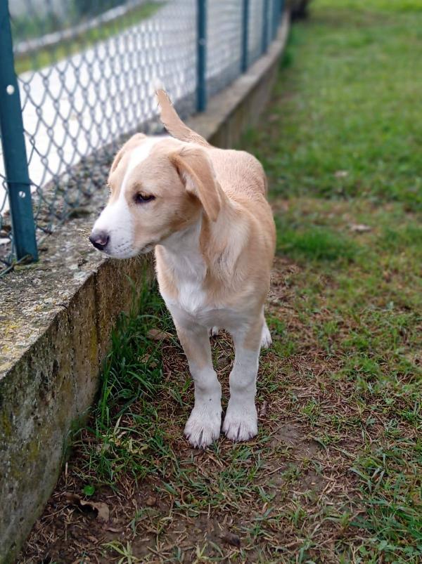 Carletto cucciolo  Foto 2