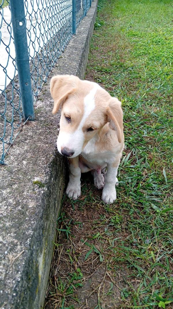 Carletto cucciolo  Foto 3