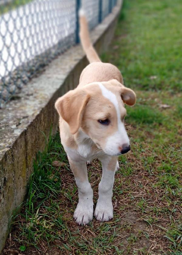 Carletto cucciolo  Foto 4