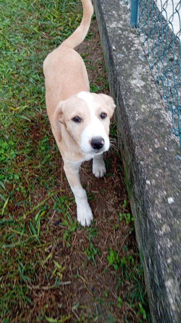 Carletto cucciolo  Foto 5