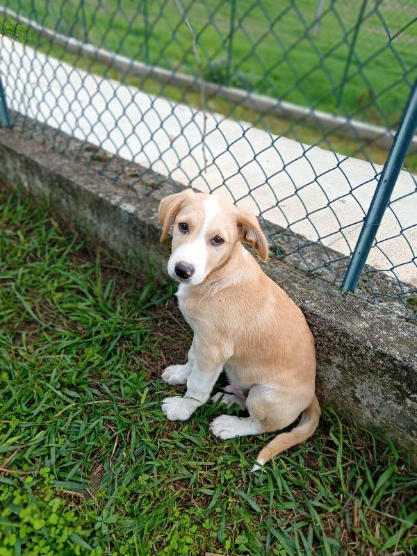 Carletto cucciolo  Foto 6