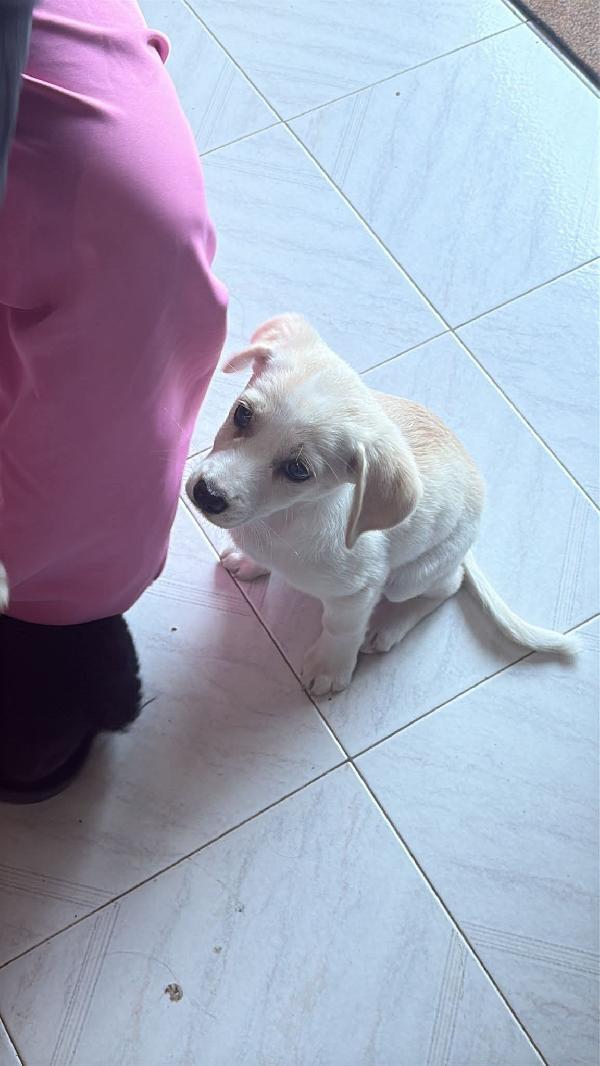 Chicca cucciola Foto 2