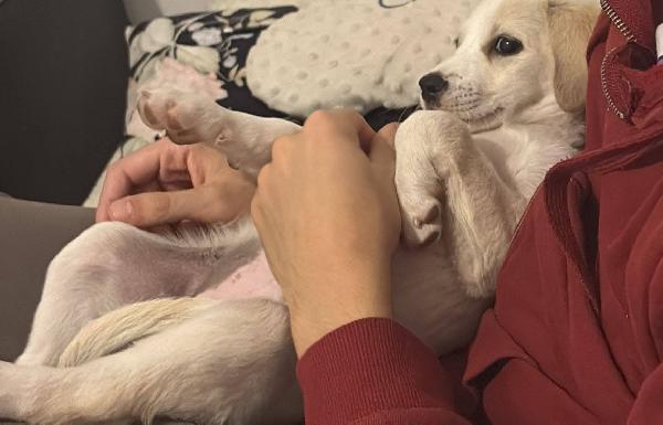 Chicca cucciola Foto 3