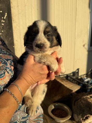 Cuccioli Taglia Media 