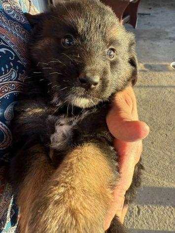 Cuccioli taglia media  Foto 2