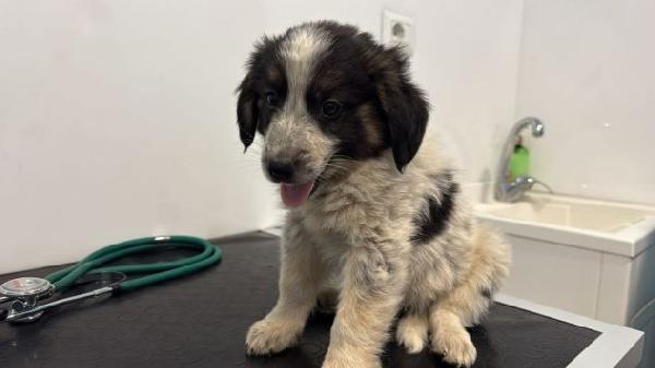 Cuccioli taglia media  Foto 3