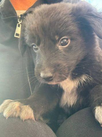 Cuccioli taglia media  Foto 4