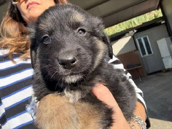 Cuccioli taglia media  Foto 5