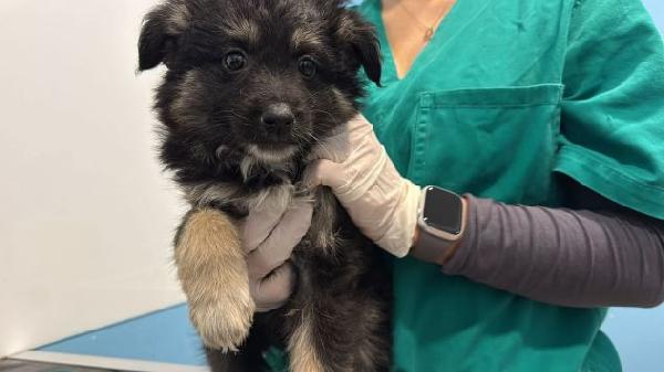 Cuccioli taglia media  Foto 6