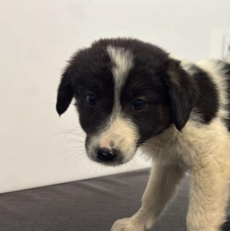 Cuccioli taglia media  Foto 7