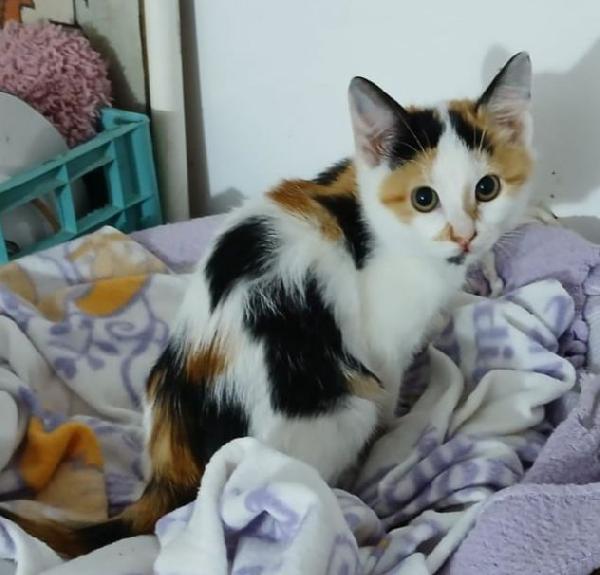 Dyana gattina Foto 2