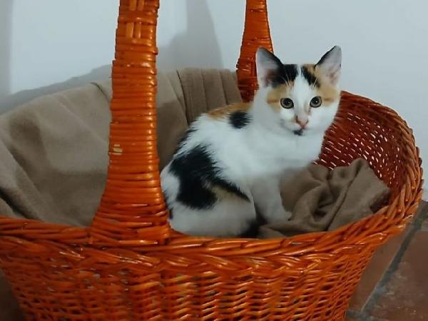 Dyana gattina Foto 3