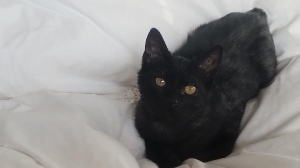 Dadà gattina Foto 2