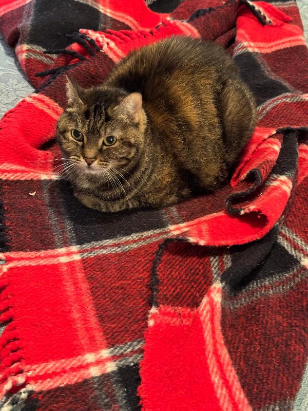 Pillola: Micia Di  12 Anni Cerca Famiglia