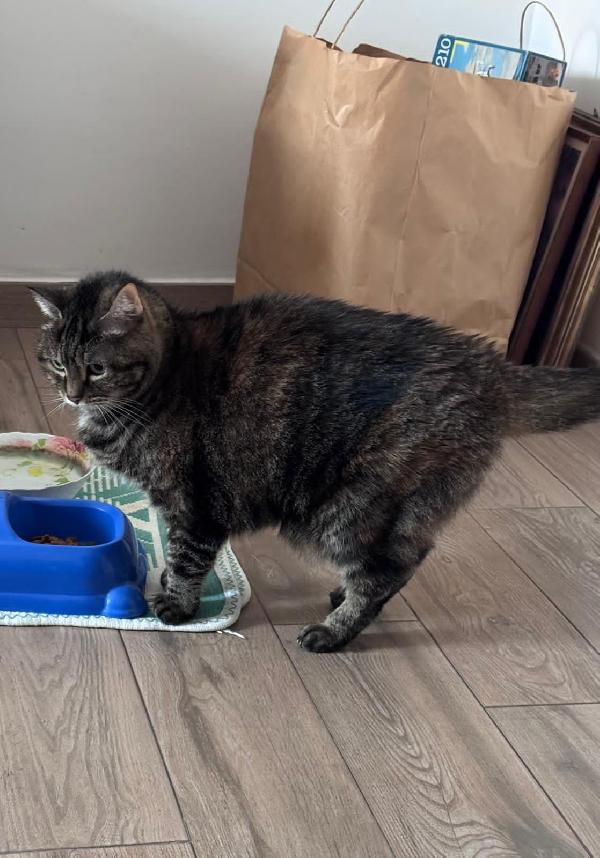 PILLOLA: MICIA DI  12 ANNI CERCA FAMIGLIA Foto 2