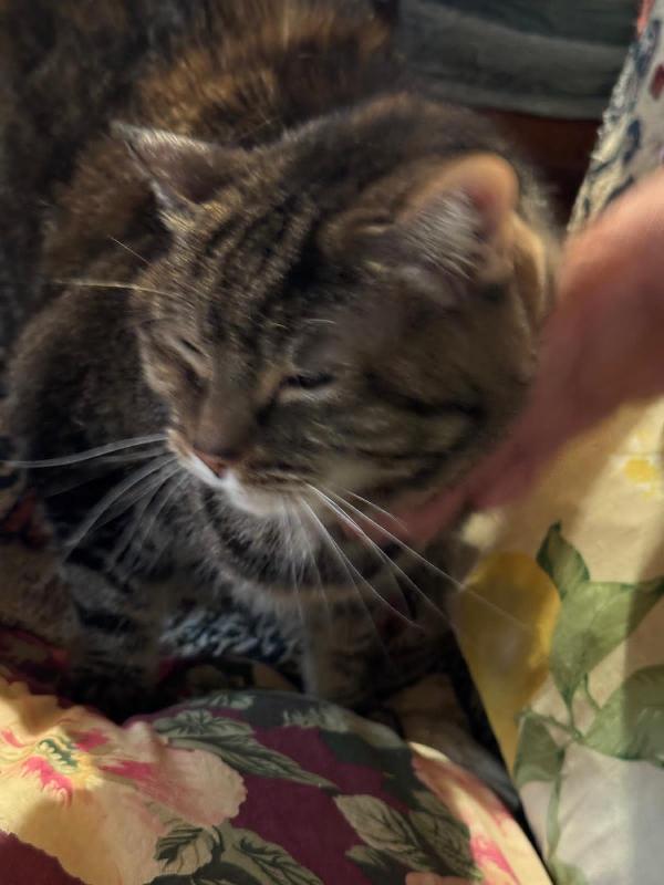 PILLOLA: MICIA DI  12 ANNI CERCA FAMIGLIA Foto 3